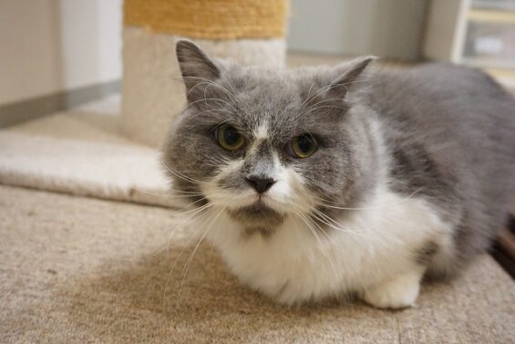 ヌーノクラブ　猫専用ペットホテル　都内　中野区　フリースペースでのびのび　お預り中の猫ちゃん　ごまだんご_640