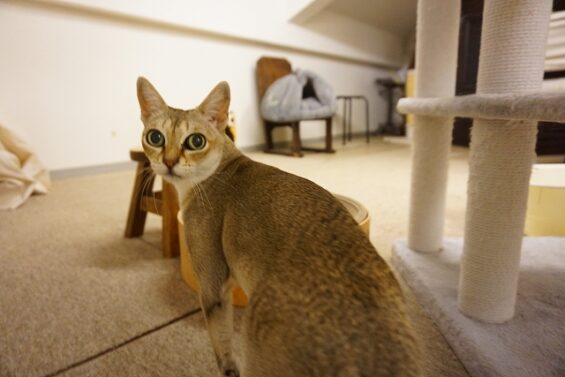 ヌーノクラブ　猫専用ペットホテル　都内　中野区　フリースペースでのびのび　お預り中の猫ちゃん　クー_640