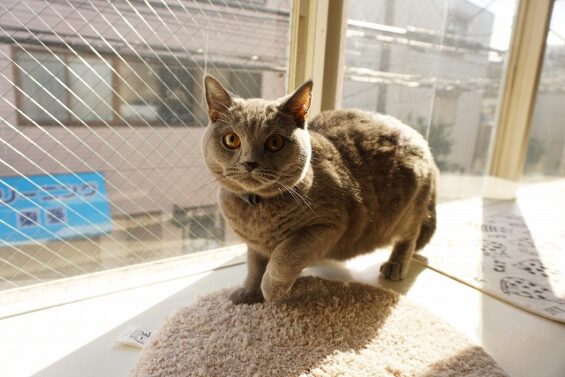 ヌーノクラブ　猫専用ペットホテル　都内　中野区　フリースペースでのびのび　お預り中の猫ちゃん　あを_640