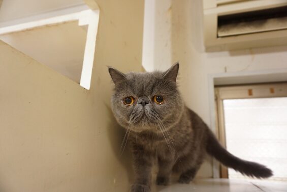 ヌーノクラブ　猫専用ペットホテル　都内　中野区　フリースペースでのびのび　お預り中の猫ちゃん　エキゾチックショートヘアのうに_640