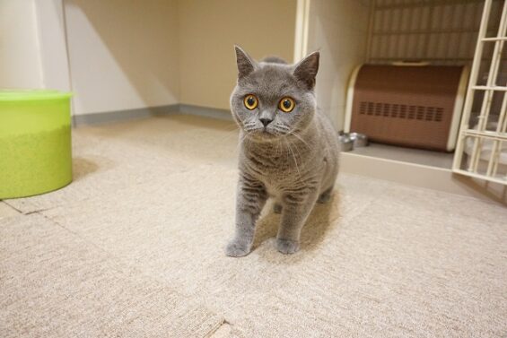 ヌーノクラブ　猫専用ペットホテル　都内　中野区　フリースペースでのびのび　お預り中の猫ちゃん　ココナッツ_640