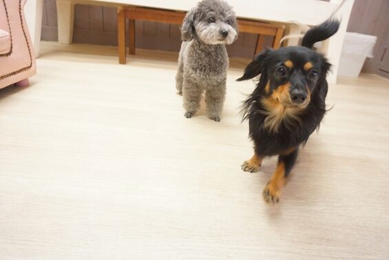 ヌーノクラブ　犬のペットホテル　東京　中野区　フリースペースでのびのび　お預かり中 ショコラ_640