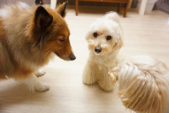 ヌーノクラブ　犬のペットホテル　東京　中野区　フリースペースでのびのび　お預かり中 クリ_640