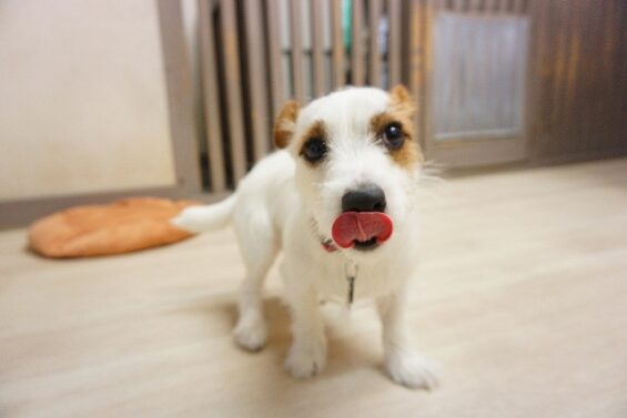 ヌーノクラブ　犬のペットホテル　東京　中野区　フリースペースでのびのび　お預かり中 にこ_640