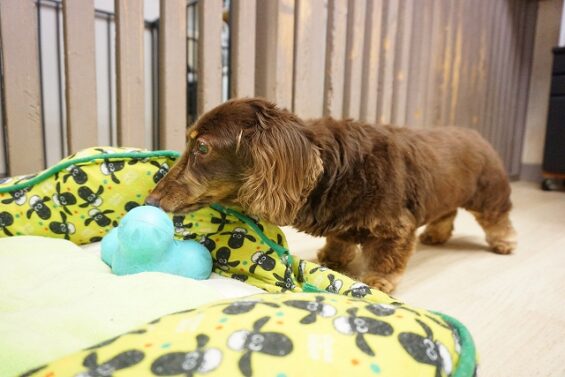 ヌーノクラブ　犬のペットホテル　東京　中野区　フリースペースでのびのび　お預かり中  ぴーす_640