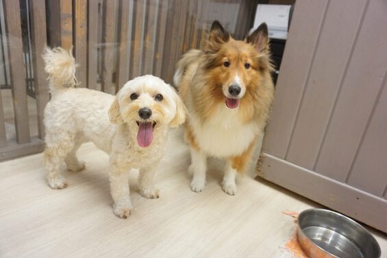 ヌーノクラブ　犬のペットホテル　東京　中野区　フリースペースでのびのび　お預かり中 ゆず、サクラ_640