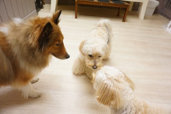 ヌーノクラブ　犬のペットホテル　東京　中野区　フリースペースでのびのび　お預かり中 クリ_640