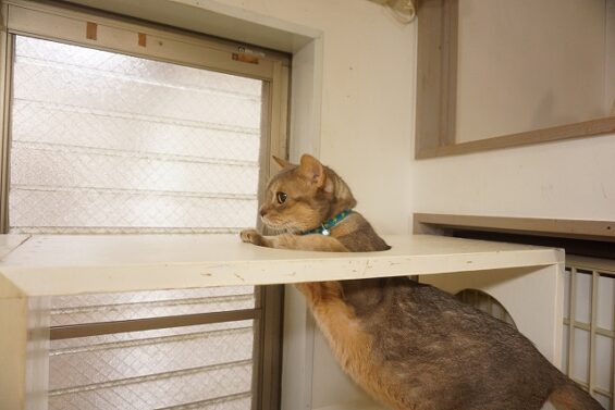 ヌーノクラブ　猫専用ペットホテル　都内　中野区　フリースペースでのびのび　お預り中の猫ちゃん　アオ _640