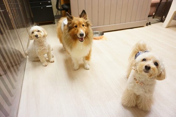 ヌーノクラブ　犬のペットホテル　東京　中野区　フリースペースでのびのび　お預かり中 クリ_640