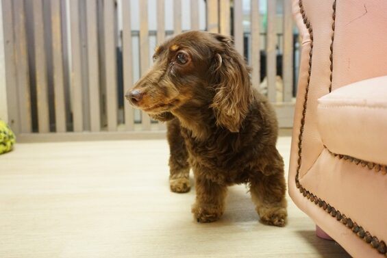 ヌーノクラブ　犬のペットホテル　東京　中野区　フリースペースでのびのび　お預かり中  ぴーす_640