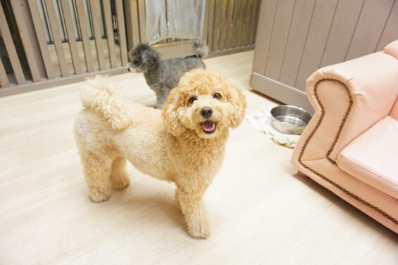 ヌーノクラブ　犬のペットホテル　東京　中野区　フリースペースでのびのび　お預かり中 　もこ・ルン_640