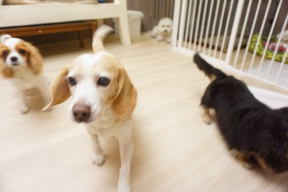 ヌーノクラブ　犬のペットホテル　東京　中野区　フリースペースでのびのび　お預かり中 　ビーグルのブリーちゃん