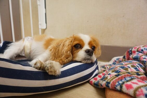 ヌーノクラブ　犬のペットホテル　東京　中野区　フリースペースでのびのび　お預かり中 　キャバリアのアーサーちゃん