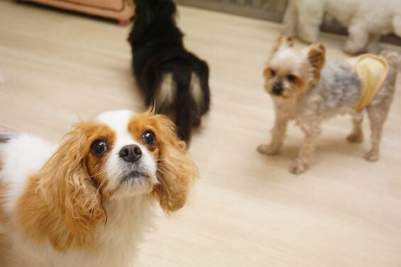 ヌーノクラブ　犬のペットホテル　東京　中野区　フリースペースでのびのび　お預かり中 　キャバリアのアーサーちゃん