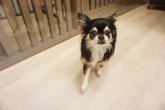 ヌーノクラブ　犬のペットホテル　東京　中野区　フリースペースでのびのび　お預かり中 　チョコ_640