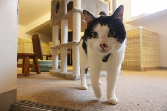 ヌーノクラブ　猫専用ペットホテル　都内　中野区　フリースペースでのびのび　お預り中の猫ちゃん　ブガー_640