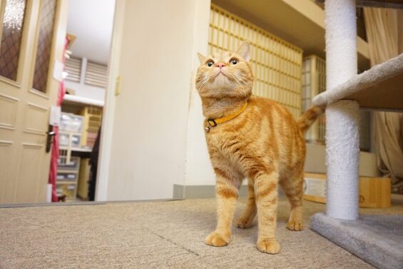 ヌーノクラブ　猫専用ペットホテル　都内　中野区　フリースペースでのびのび　お預り中の猫ちゃん 　アメリカンショートヘアのカメ_640