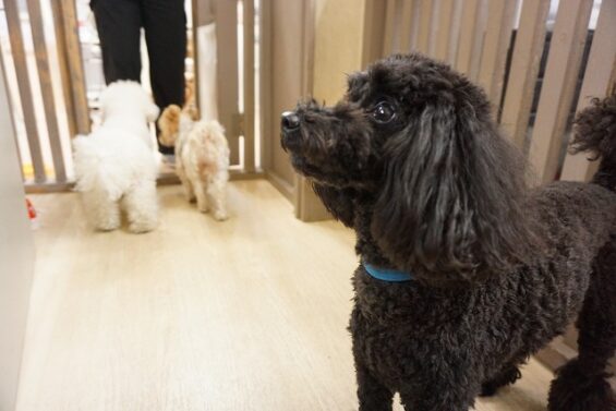 ヌーノクラブ　犬のペットホテル　東京　中野区　フリースペースでのびのび　お預かり中 　トイプードルのさくらちゃん