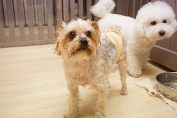 ヌーノクラブ　犬のペットホテル　東京　中野区　フリースペースでのびのび　お預かり中 　ヨーキーの豆太ちゃん