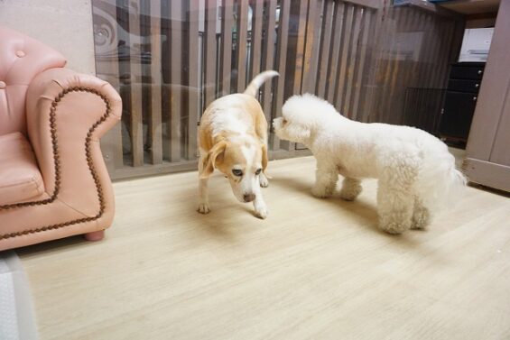 ヌーノクラブ　犬のペットホテル　東京　中野区　フリースペースでのびのび　お預かり中 　ビーグルのブリーちゃん