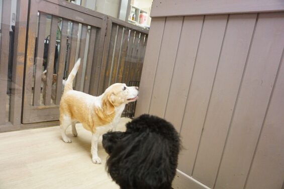 ヌーノクラブ　犬のペットホテル　東京　中野区　フリースペースでのびのび　お預かり中 　ビーグルのブリーちゃん