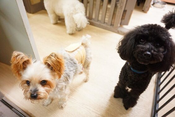 ヌーノクラブ　犬のペットホテル　東京　中野区　フリースペースでのびのび　お預かり中 　ヨーキーの豆太ちゃん