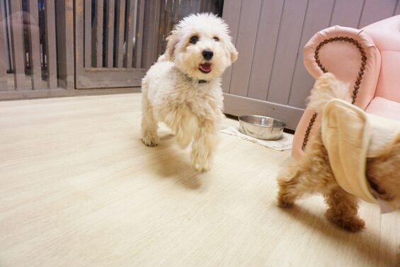 ヌーノクラブ　犬のペットホテル　東京　中野区　フリースペースでのびのび　お預かり中 　バンビ_640