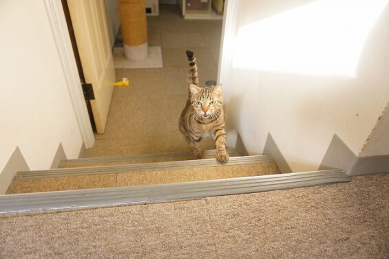 ヌーノクラブ　猫専用ペットホテル　都内　中野区　フリースペースでのびのび　お預り中の猫ちゃん　ラム_640