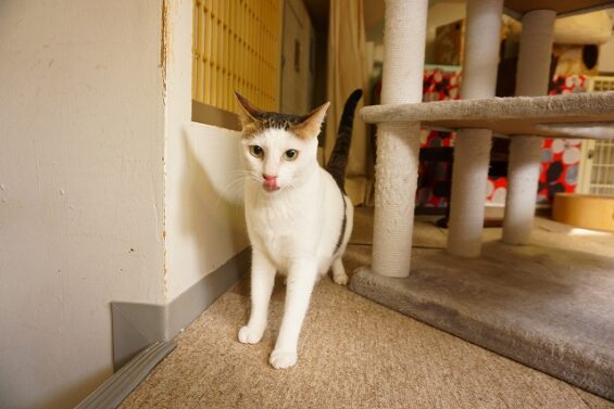 ヌーノクラブ　猫専用ペットホテル　都内　中野区　フリースペースでのびのび　お預り中の猫ちゃん　プカ_640