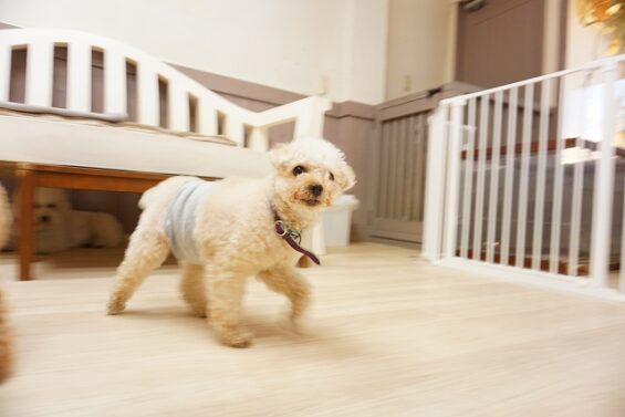 ヌーノクラブ　犬のペットホテル　東京　中野区　フリースペースでのびのび　お預かり中 _640