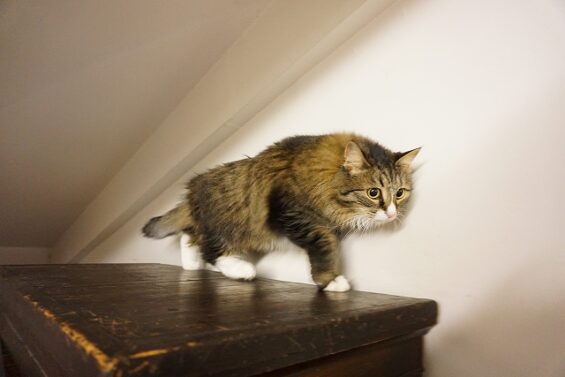 ヌーノクラブ　猫専用ペットホテル　都内　中野区　フリースペースでのびのび　お預り中の猫ちゃん　ナッツ_640