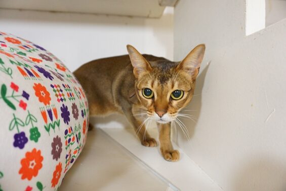 ヌーノクラブ　猫専用ペットホテル　都内　中野区　フリースペースでのびのび　お預り中の猫ちゃん　シンドバット_640