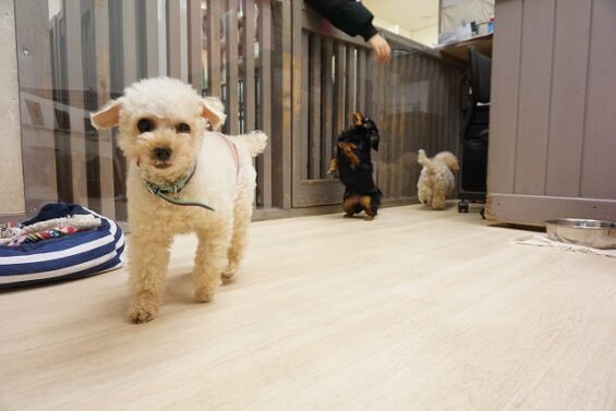 ヌーノクラブ　犬のペットホテル　東京　中野区　フリースペースでのびのび　お預かり中 　コロン_640