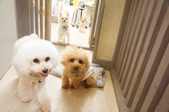 ヌーノクラブ　犬のペットホテル　東京　中野区　フリースペースでのびのび　お預かり中 　ユイカ・トーマ_640