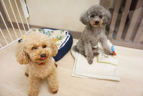 ヌーノクラブ　犬のペットホテル　東京　中野区　フリースペースでのびのび　お預かり中 　トイプードルのハル・和栗_640