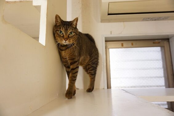 ヌーノクラブ　猫専用ペットホテル　都内　中野区　フリースペースでのびのび　お預り中の猫ちゃん　キジトラのタンゴ_640