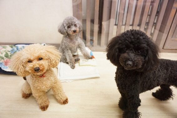 ヌーノクラブ　犬のペットホテル　東京　中野区　フリースペースでのびのび　お預かり中 　トイプードルのさくら・和栗・ハル_640