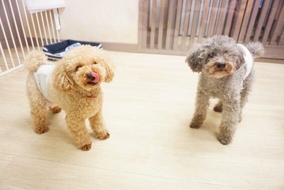 ヌーノクラブ　犬のペットホテル　東京　中野区　フリースペースでのびのび　お預かり中 　トイプードルのハル・和栗_640