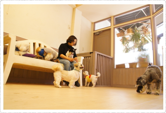 ヌーノクラブ 犬のペットホテル 東京都内中野区