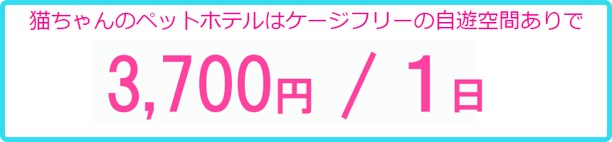 ヌーノクラブの猫ちゃん専用ペットホテルは格安のお値段でご利用できます。