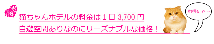 ヌーノクラブの猫ちゃんペットホテルのご利用料金はとっても安くてリーズナブルな価格！