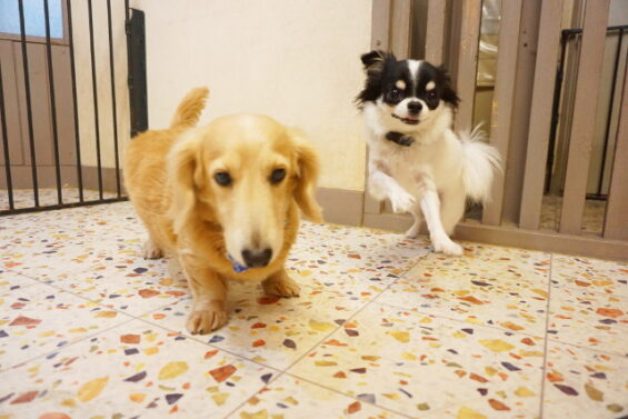 ペットホテル 犬のホテル 都内 東京 ヌーノクラブ チワワのましゅー・ミニチュアダックスのモナコ