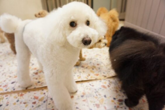 ペットホテル　犬専用ホテル　ヌーノクラブ新井薬師　たくさんのプードルたちがお泊り中です。