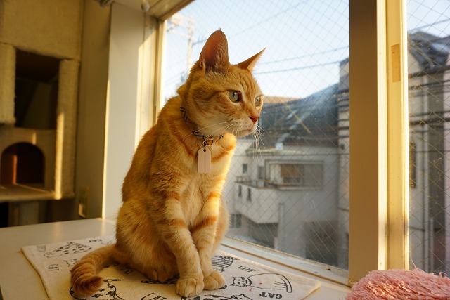 ペットホテル　猫専用ホテル　ヌーノクラブ　ＭＩＸ猫のタマちゃん