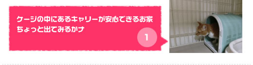 【キャットホテルで猫ちゃんが馴れるまでの流れ　　　 
：その１】ケージ内に猫ちゃんが隠れられるようにお客様のキャリー、またはお店のキャリーを設置致します。