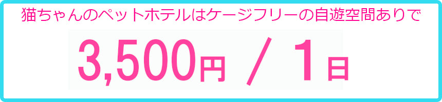 東京都内・中野区にある猫専用ケージレスのホテル　ヌーノクラブ新井薬師店の猫ちゃんの宿泊料金のご案内。リーズナブルな価格で愛猫ちゃんがリラックスできる空間をご提供致します。